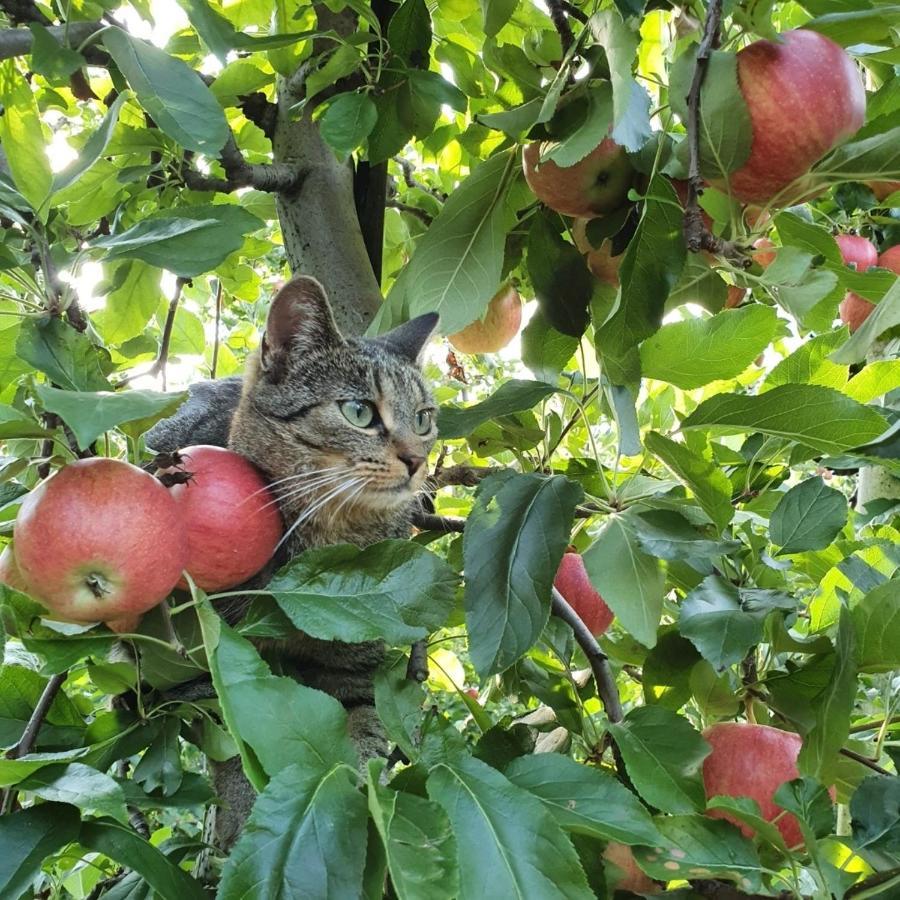סילנדרו Mareinhof Vetzan-Apples,Apartment&More מראה חיצוני תמונה